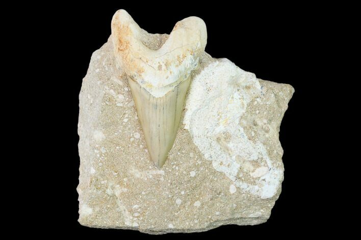 Otodus Shark Tooth Fossil in Rock - Eocene #139940